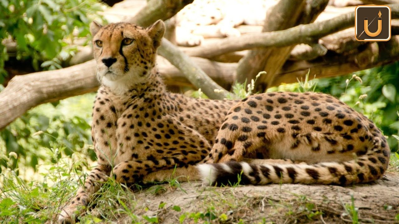 Usthadian Academy /International Cheetah Day 2023 | 07dec2023 Usthadian Academy /International Cheetah Day 2023